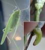 Phaneroptera nana